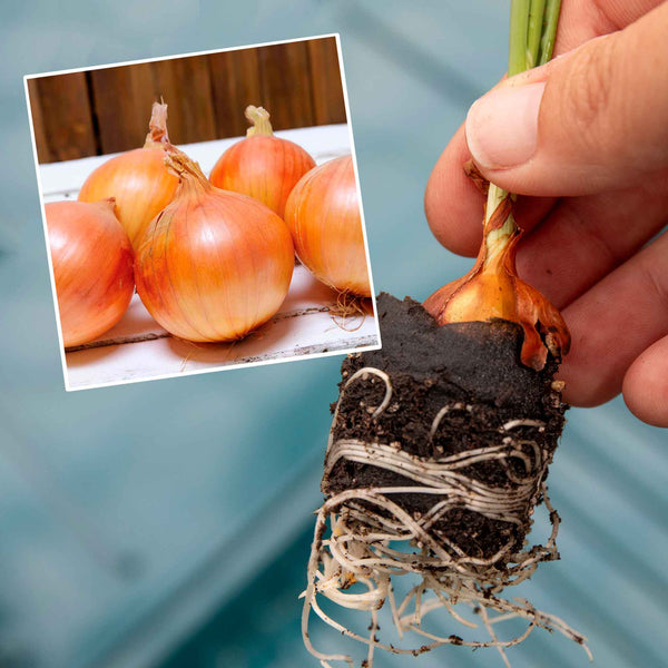 Autumn Planting Pre-Rooted Onion 'Shakespeare'
