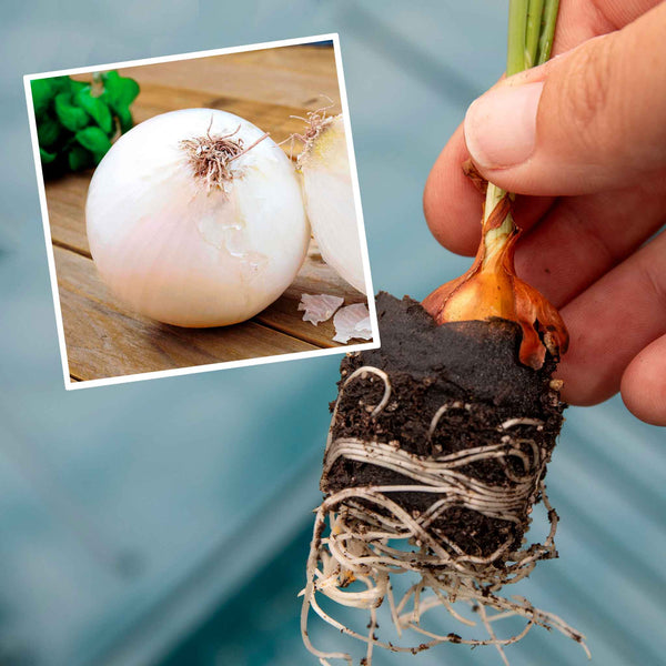 Autumn Planting Pre-Rooted Onion 'Snowball'