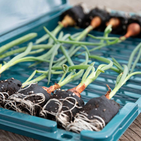 Autumn Planting Pre-Rooted Onion 'Shakespeare'