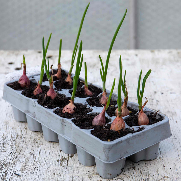 Pre-Rooted Onion 'Karmen'