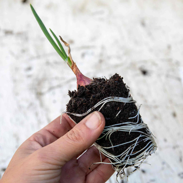 Pre-Rooted Onion 'Karmen'