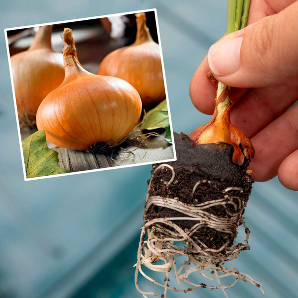 Pre-rooted Onion ‘Stuttgarter Riesen’ (Spring Planting)