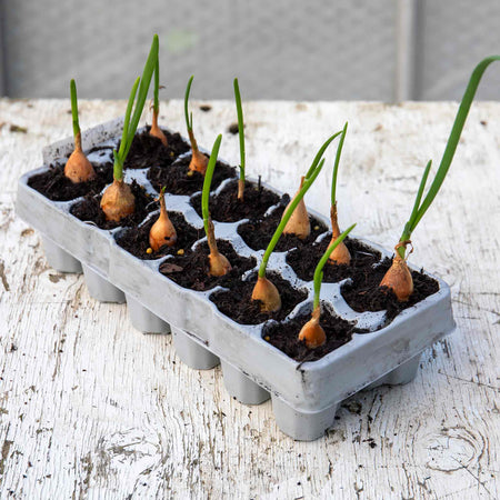 Pre-Rooted Onion 'Radar'