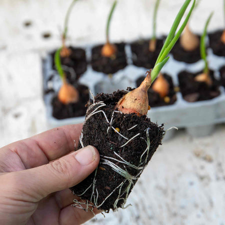 Pre-Rooted Onion 'Radar'