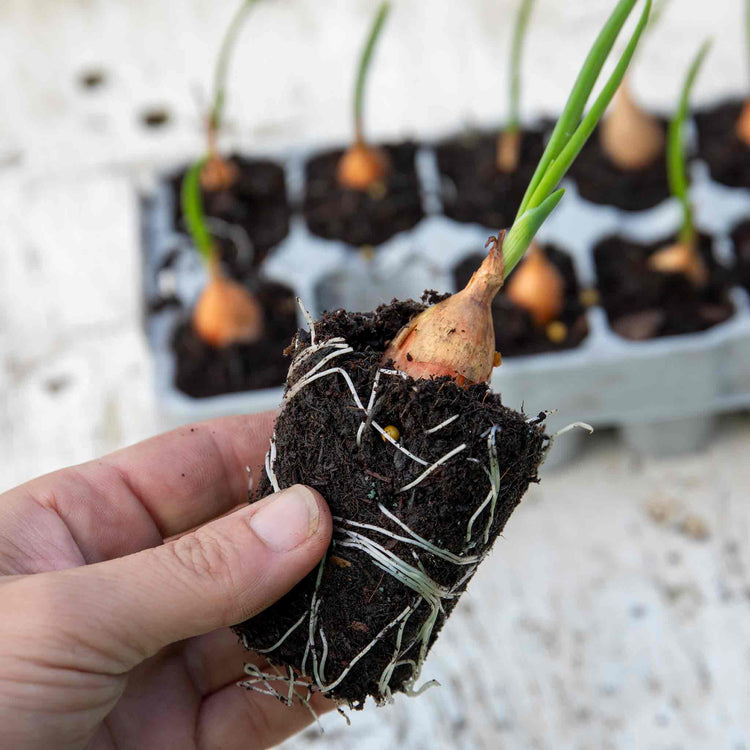 Pre-Rooted Onion 'Radar'