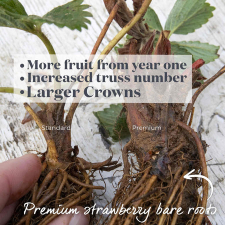 Strawberry Plant  'Allegro'