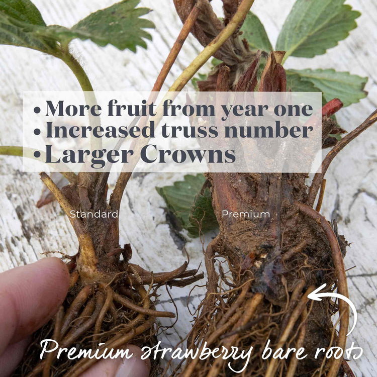 Strawberry Plant  'Allegro'