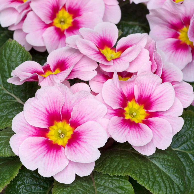 Primrose Plant 'Husky Appleblossom'
