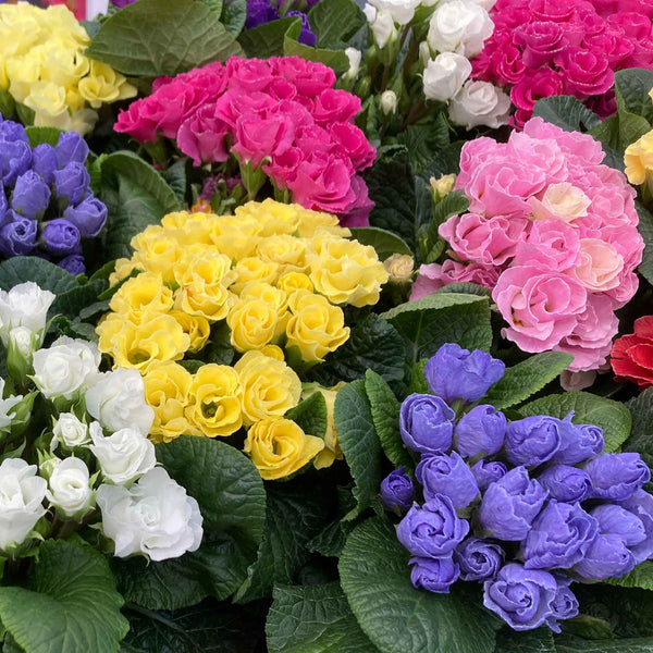 Primrose 'Rubens Mix'