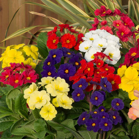 Polyanthus Plant 'Stella Mix'