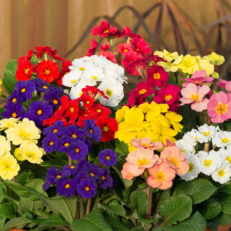 Polyanthus 'Stella Mix'