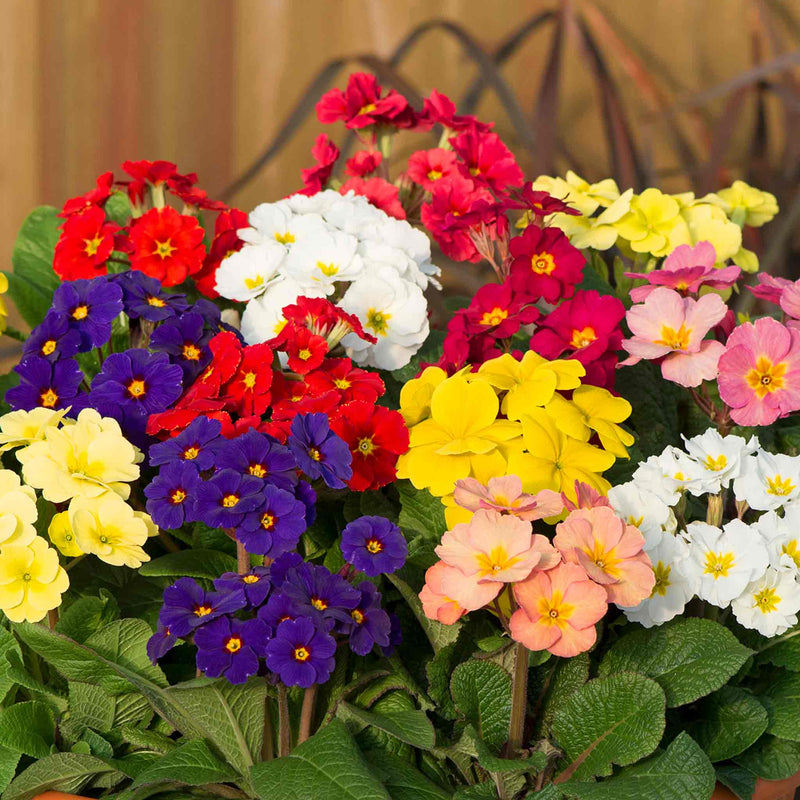 Polyanthus Plant 'Stella Mix'