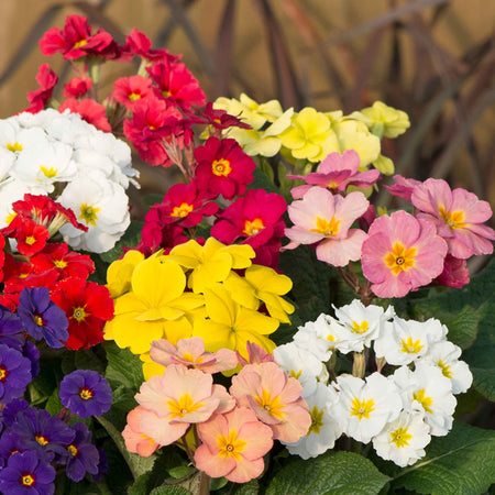 Polyanthus 'Stella Mix'