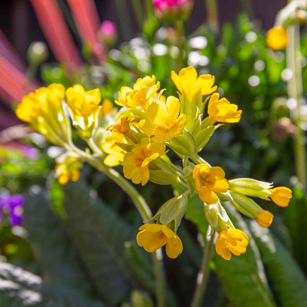 Wildflower Seeds 'Cowslip'