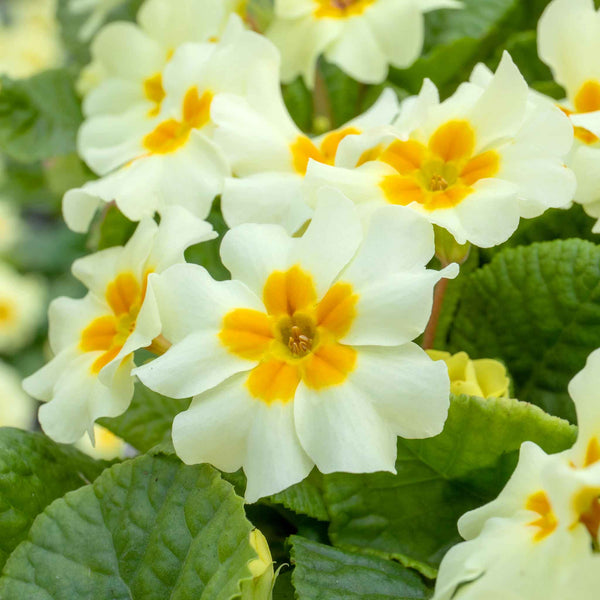 Primula vulgaris 'Everlast Clotted Cream'