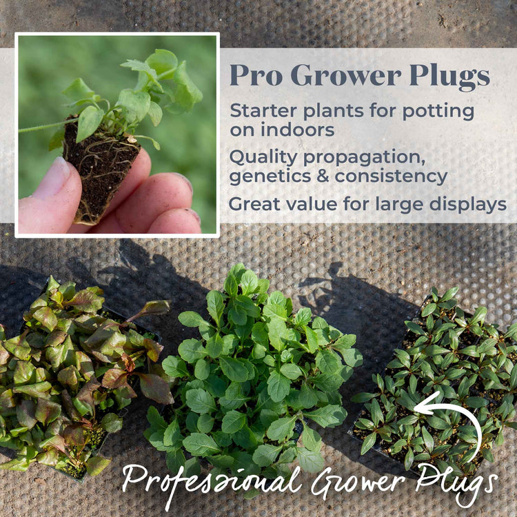 Marshalls Plant 'Selection'