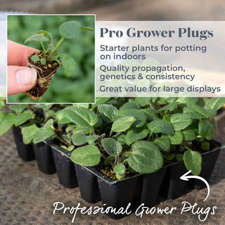 Rudbeckia Plant 'Goldsturm'