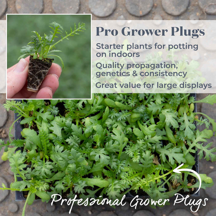 Achillea 'Summer Berries Mixed'