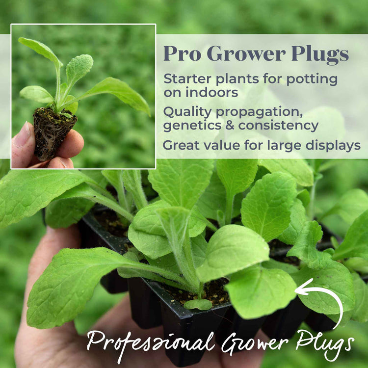 Digitalis 'Dalmatian Mix'