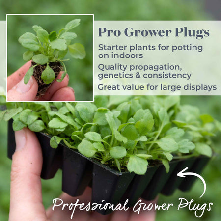 Erigeron Plant 'Karvinskianus Stallone Profusion'