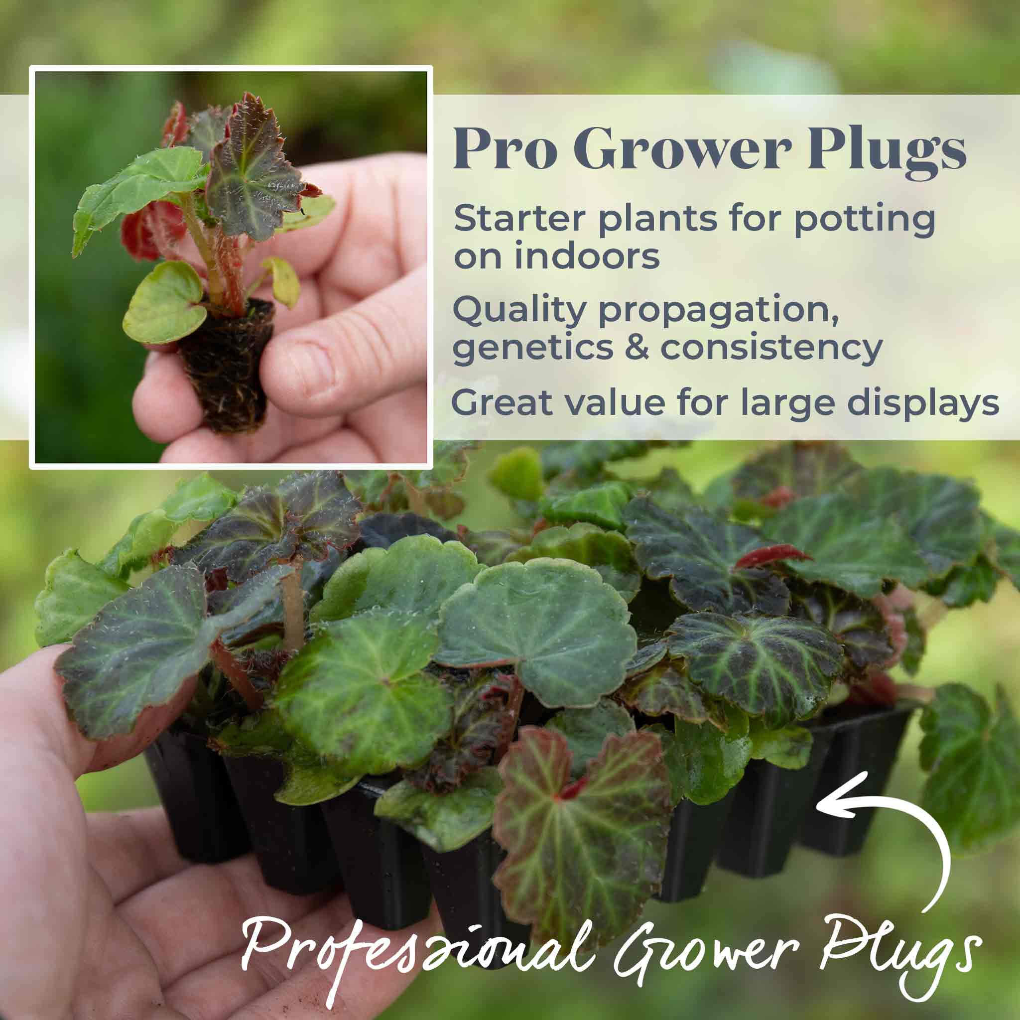 Begonia Plant 'Non-Stop Mix' | Marshalls Garden