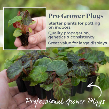 Begonia Plant 'Nonstop Mix'