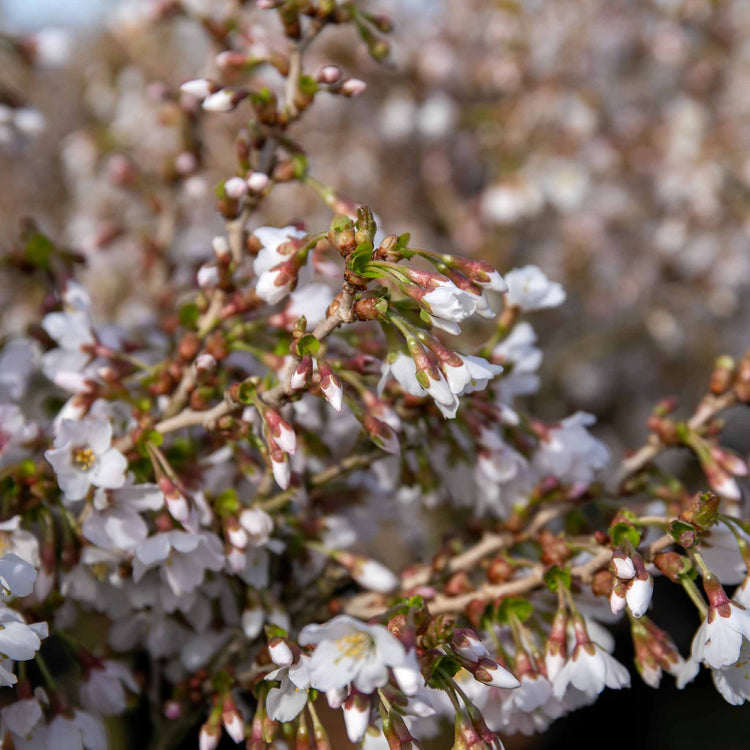 Flowering Cherry 'Kojo No Mai'