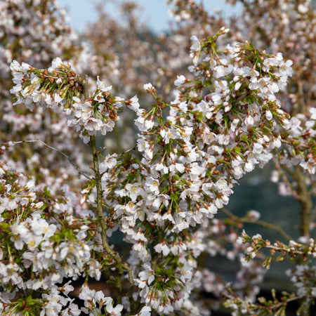 Flowering Cherry 'Kojo No Mai'