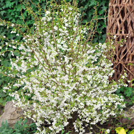 Flowering Cherry 'Kojo No Mai'
