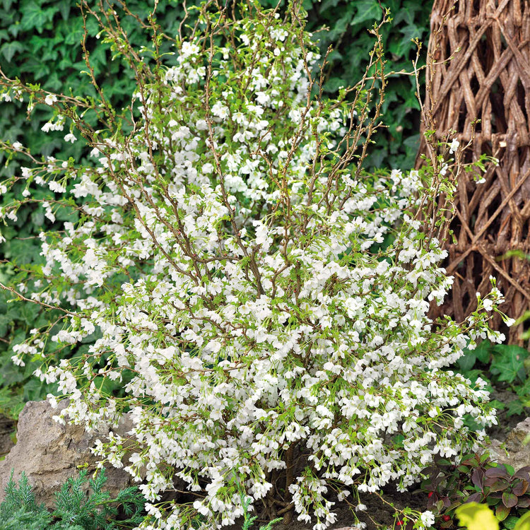 Flowering Cherry 'Kojo No Mai'