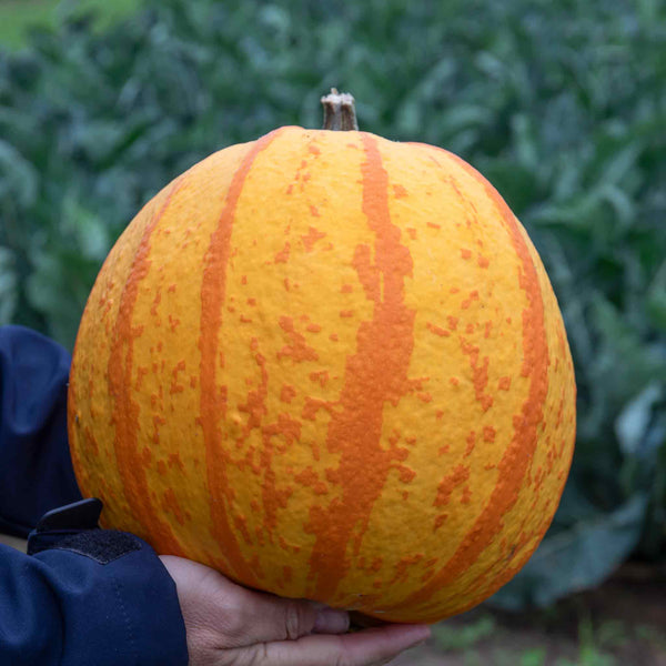 Pumpkin Seeds' Fireball'