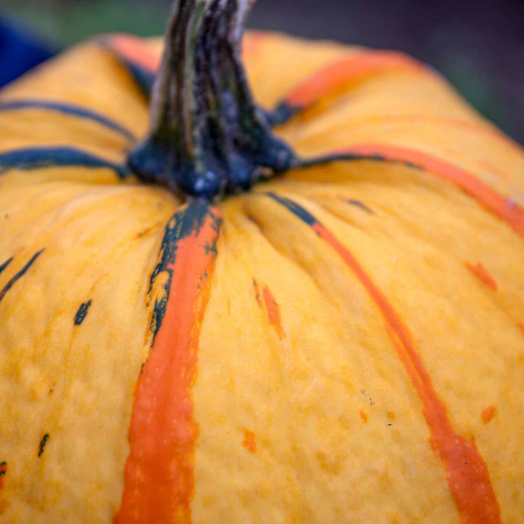 Pumpkin Seeds' Fireball'