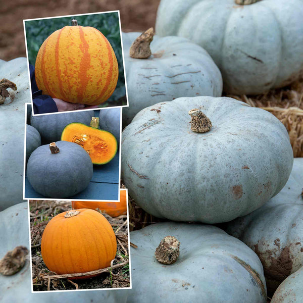 Pumpkin Plant 'Halloween Collection'