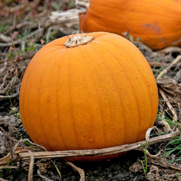 Pumpkin Plant 'Jack Of All Trades'