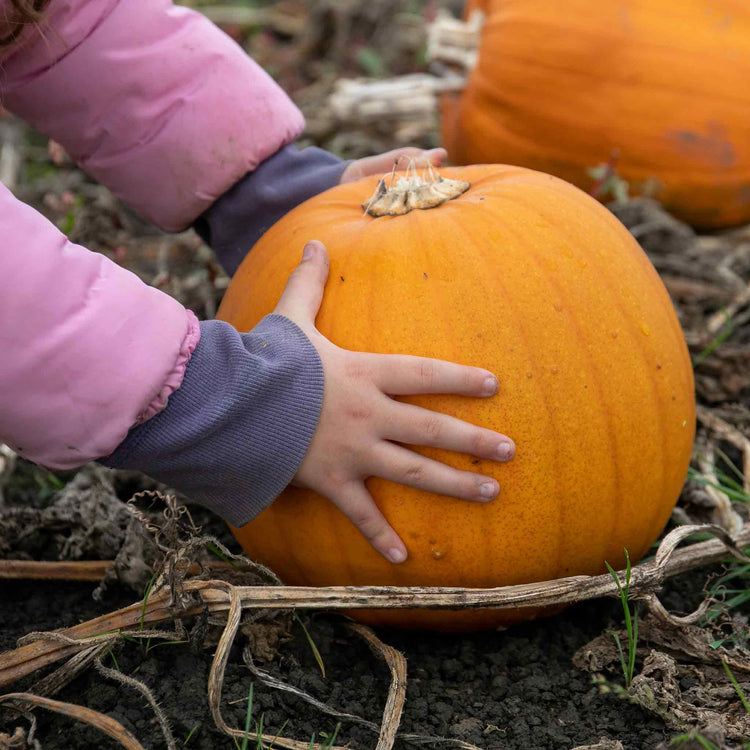 Pumpkin Seeds 'Spellbound' F1