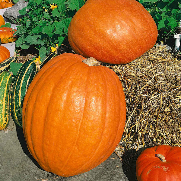 Pumpkin Plant 'Prizewinner'
