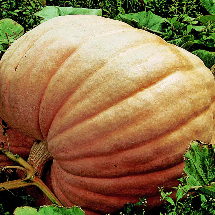 Pumpkin 'Prizewinner'
