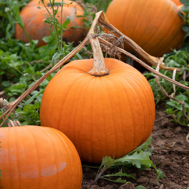 Pumpkin Seeds 'Spellbound' F1