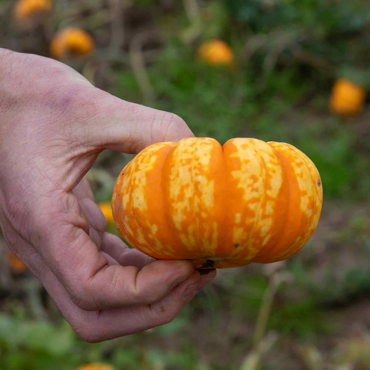 Pumpkin Seeds 'Sweet Lightning'