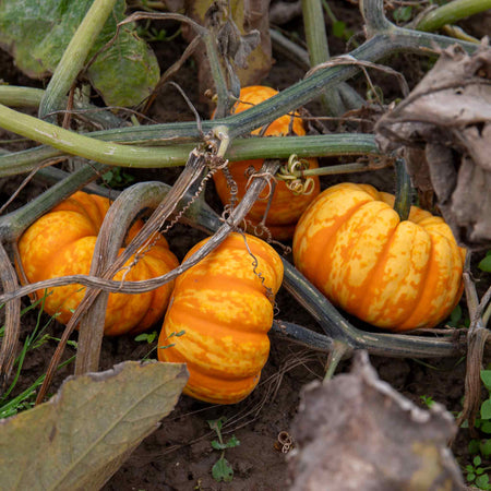 Pumpkin Seeds 'Sweet Lightning'