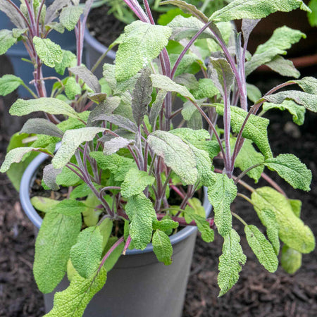 Sage Plant 'Purple Salvia Officinalis Purpurascens'