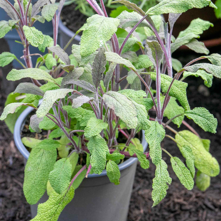Sage Plant 'Purple Salvia Officinalis Purpurascens'