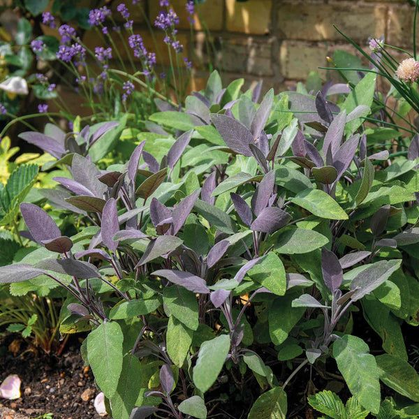 Sage Plant 'Purple Salvia Officinalis Purpurascens'