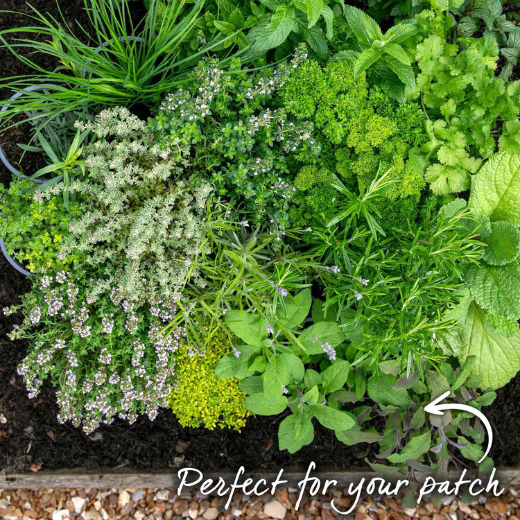 Sage Plant 'Purple Salvia Officinalis Purpurascens'