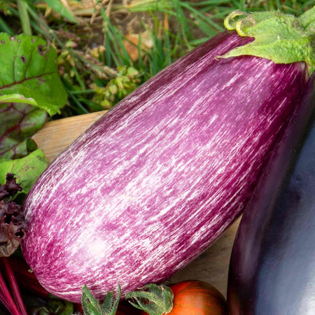 Aubergine 'Pinstripe'