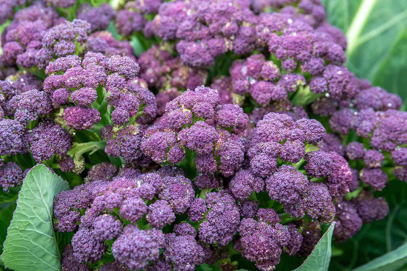 Broccoli & Cauliflower