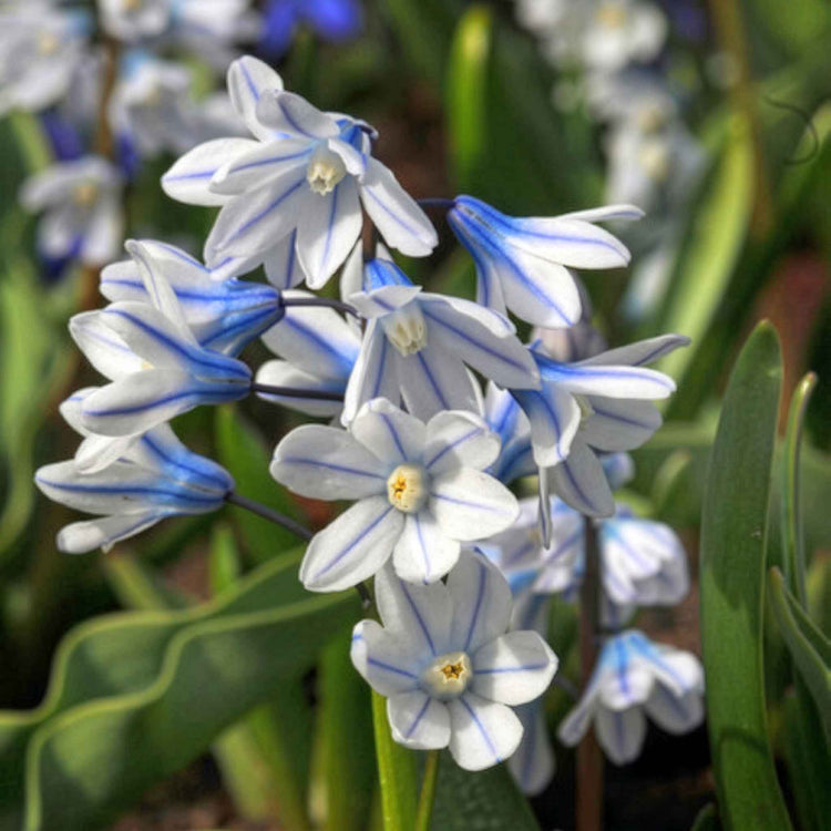 Autumn Bulbs Value Collection