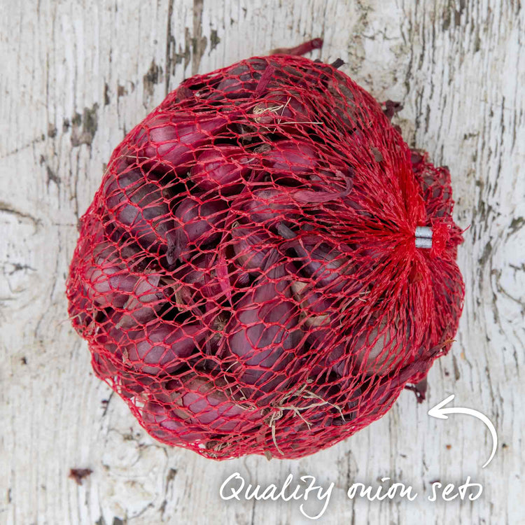 Onion ‘Red Baron’ (Spring Planting)