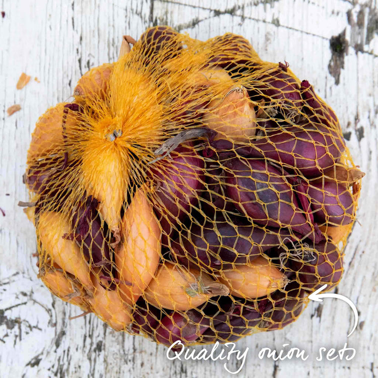 autumn planting onion seeds Onion Sets 'Red and Yellow' Mix