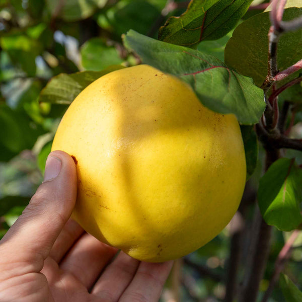 Quince 'Serbian Gold'